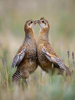 Juvenile Open Field Birds Acquiring Advanced Courtship Ritual Movements photo