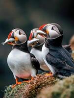 Lively Coastal Birds Delivering Fresh Meals To Offspring photo