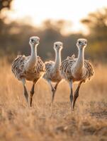 Juvenile Groundbirds Perfecting Swift Terrestrial Locomotion Skills photo