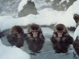 Juvenile Japanese Primates Exploring Warm Springs Wellness photo