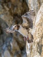 Juvenile Seabirds Mastering Bold Drops to the Waves photo