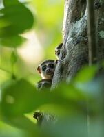 Juvenile Rainforest Primates Learning Critical Concealment Tactics photo