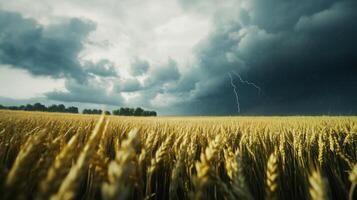 Lightning Bolts Captivate Waves of Wheat photo