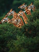 Juvenile Large Herbivores Practicing Canopy Foraging Tactics photo