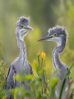 Juvenile Wading Birds Mastering Pinpoint Fish Capture Techniques photo