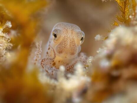 Marine Offspring Exploring Innovative Concealment Approaches photo