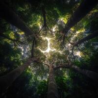 Lush Green Canopy Refracting Summer Illumination photo