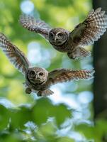 Night Predator Youngsters Master Quiet Pursuit Strategies photo