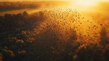 Migrating Birds Creating Endless Rivers in the Summer Air photo