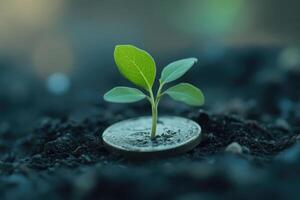 Plant Sprouting From Coin photo