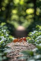 A Red Ant Walks A Forest Path photo