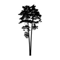 Pine tree silhouette two branch design vector