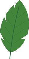 Decorative Flat Leaf Set from Tropics vector
