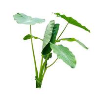 A fresh green taro plant with large heart-shaped leaves, isolated on a white background, commonly found in tropical regions and used for culinary or medicinal purposes. photo