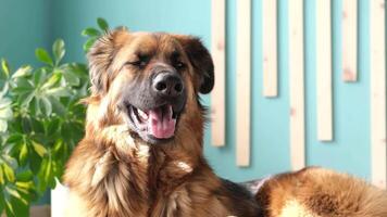 closeup of a dog panting in hot summer heat video