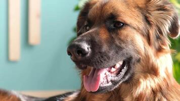 shepherd dog panting in hot summer heat weather at home on the floor video