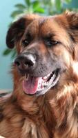 shepherd dog panting in hot summer heat lying at home on the floor video