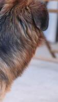 closeup of a dog panting in hot summer heat weather video
