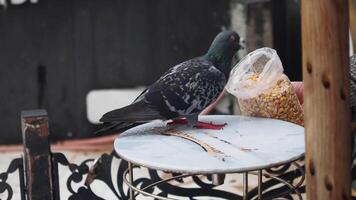 Pigeon enjoys snacks at outdoor table during daytime video