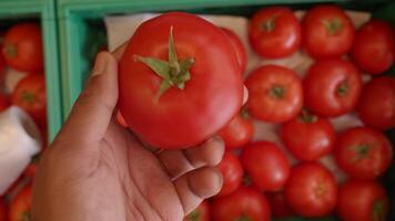 Selecting ripe tomatoes at a local market video