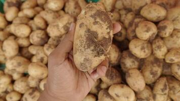 Freshly harvested potatoes in a local market video