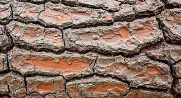 High Contrast Bark Texture with Prominent Ridges and Deep Rugged Crevices Showing Age photo