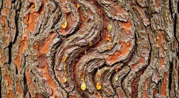 Rich Brown Bark Texture with Vertical Ridges and Amber Resin Through Cracks photo