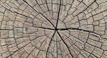 Intricate Macro View of Tree Stump with Visible Growth Rings and Cracks photo