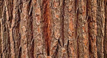 Aged Coarse Tree Bark Texture with Deep Crevices and Natural Wood Patterns photo