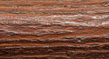 Smooth Dark Brown Tree Bark Texture with Horizontal Lines and Natural Highlights photo