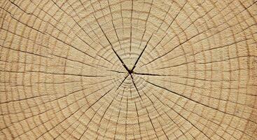 Soft Pale Wood Bark Texture with Gentle Glowing Finish High Resolution photo