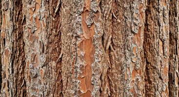 Textured Tree Bark Close-Up with Deep Crevices and Natural Resilient Wood photo