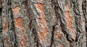 Striking Bark Texture with Strong Ridges and Deep Rugged Crevices Indicating Age photo