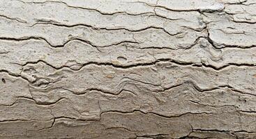 Detailed Light Tree Bark Texture Showing Fine Cracks and Gentle Flowing Lines photo