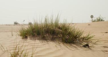 Grass in the middle in the desert photo