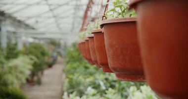 Greenhouse for growing plants. Many flowers in pots stand on tables and are hung in planters photo