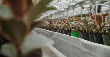 Greenhouse for growing indoor plants. Many flowers in pots stand on tables and are hung on hooks in planters photo