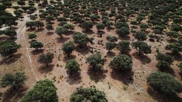 Panoramic view of the savannah with round green trees with a dense crown among the dried grass, drone - Panoramic photo