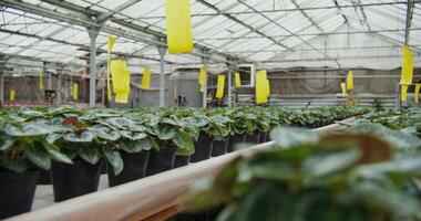 Greenhouse for growing indoor plants. Pots with young plants in even rows are displayed on the table photo
