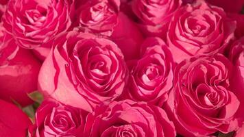 Beautiful pink roses arranged in a stunning display video