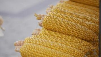 Fresh corn on display at local market in summer video