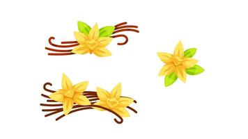 Vanilla flowers and sticks rotating on white and blue background video