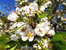 Delicate pear blossoms in full bloom, bathed in sunlight. A vibrant image representing spring, renewal, and the beauty of nature. photo