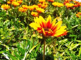 Vibrant orange and yellow gazania flower in sharp focus, surrounded by a blurred field of similar blossoms. photo