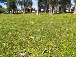 Serene park scene. Lush green grass, scattered leaves, and a backdrop of tranquil homes nestled amongst trees create a peaceful, idyllic setting. photo