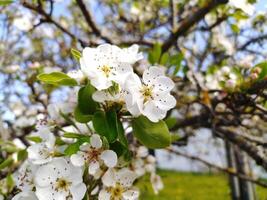 Delicate pear blossoms in full bloom, showcasing the beauty of spring. A closeup view emphasizes the intricate details of the flowers and their vibrant petals. photo