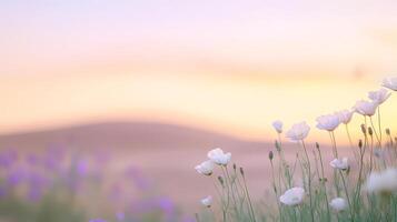 Delicate white flowers stand in the foreground, contrasting beautifully against the soft desert dunes during sunset, evoking calmness photo