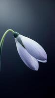 A highly detailed snowdrop flower showcases delicate petals and a surreal appearance, bathed in soft, enchanting light against a dark backdrop photo