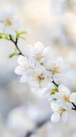 White almond blossoms gracefully adorn branches, signaling the arrival of spring and evoking feelings of hope and renewal in nature photo