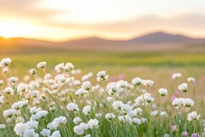 Delicate white flowers flourish in the foreground, creating a beautiful contrast with rolling desert dunes under a colorful sunset sky photo